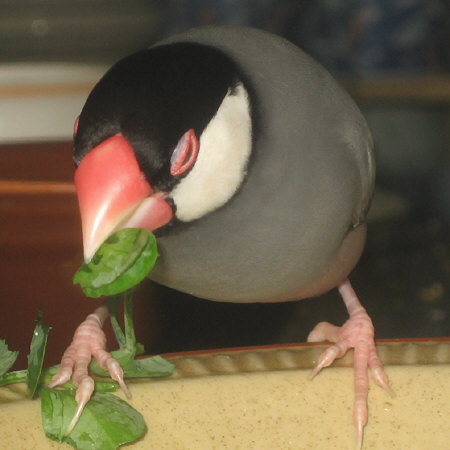 豆苗を食べる文鳥