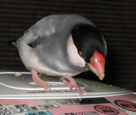 『マツカタヒロキ』とあだ名される文鳥(アト)