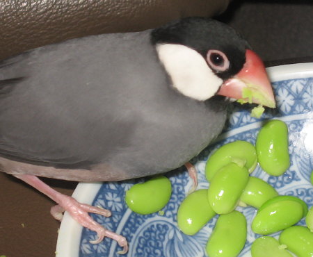 枝豆を盗み食いする文鳥(カナ)