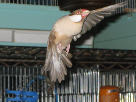 飛ぶシナモン文鳥(ニッキ)