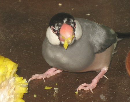 いつも食欲旺盛なシズ