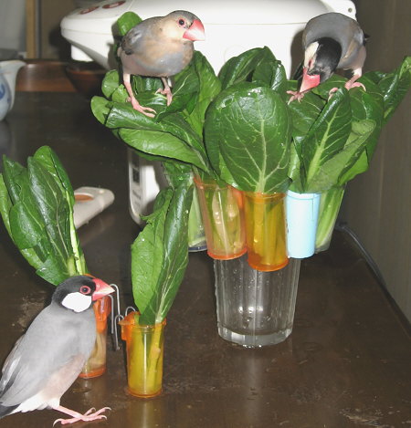 設置前の青菜にたかる文鳥たち