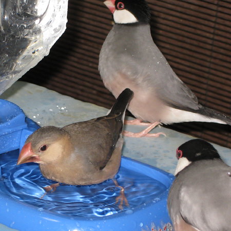 水浴びする若文鳥(マナツ)