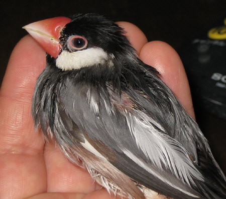 入浴後の文鳥(オッキ)