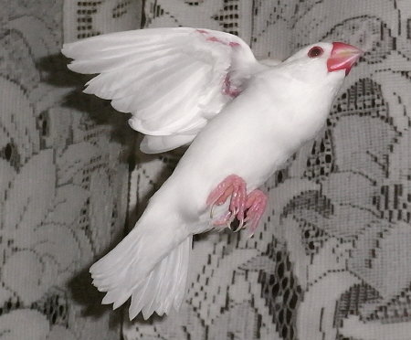 換羽明けで元気な白文鳥(シン)