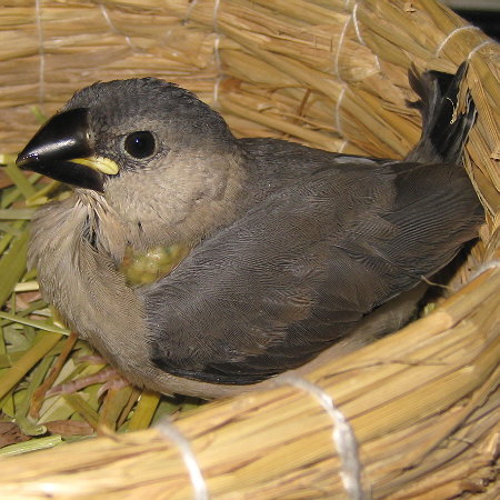 孵化25日目の文鳥ヒナ(クリ)