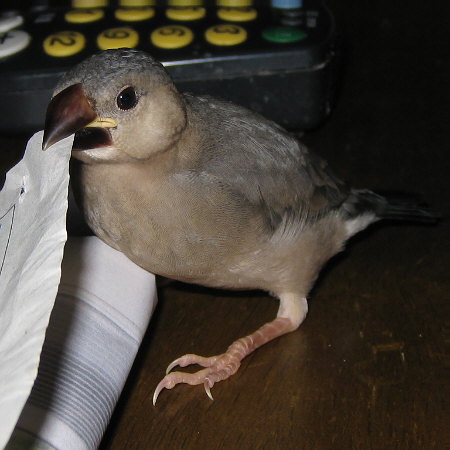 孵化32日目の文鳥ヒナ(マナツ)