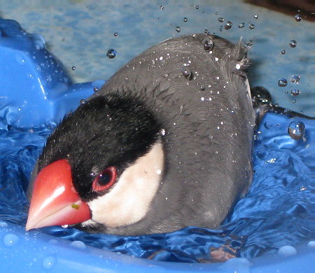 大きな顔で水浴びする文鳥(アト)