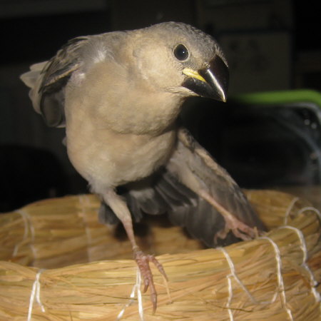 孵化28日目の文鳥ヒナ(クリ)