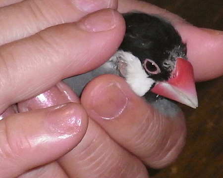 手の中に居座る病気の文鳥