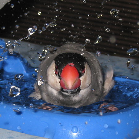 水浴び中の文鳥正面顔(アト)