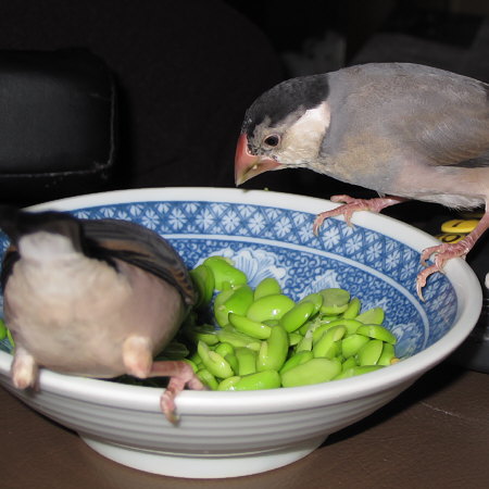 枝豆を盗み食いする文鳥たち(トミ・クリ)