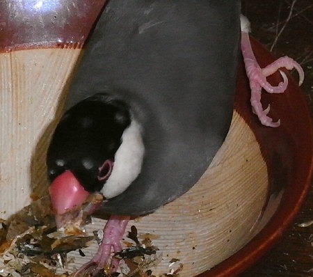 繁殖期のメス文鳥の図(アイ)