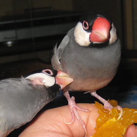 鈍い夫をどかそうとする妻文鳥(カナ・デコ)