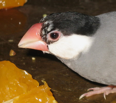 頭の羽毛が薄くなっている文鳥(シズ)