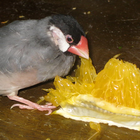 紅八朔を食べる老病の文鳥(オッキ)