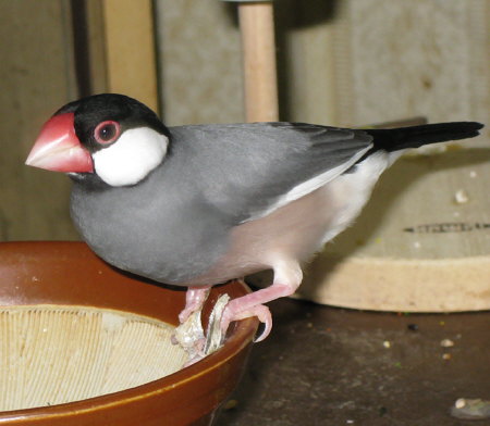煮干しを押さえた桜文鳥(スミ)
