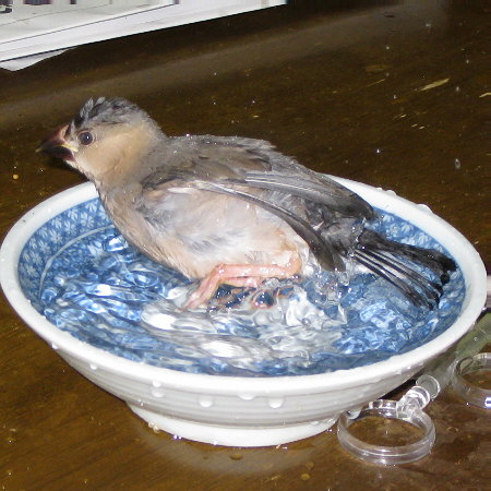小鉢で水浴びする文鳥ヒナ(マナツ)