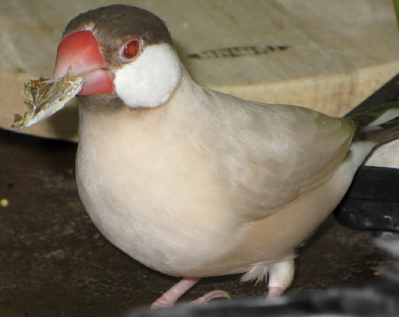 煮干をくわえたシナモン文鳥(ニッキ)