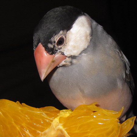 紅八朔を食べるヒナ換羽中の文鳥(クリ)