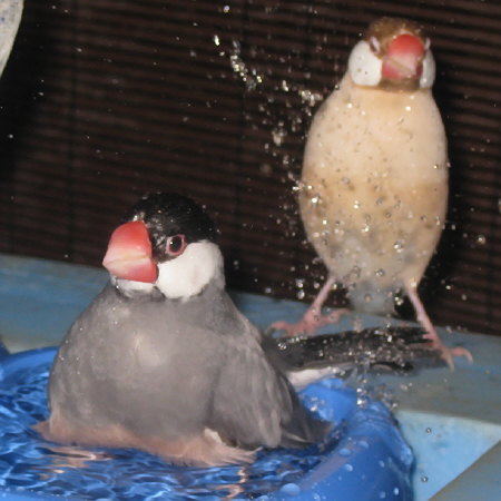 水しぶきをあげる文鳥と受ける文鳥(カエ・ニッキ)