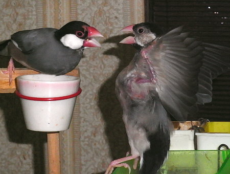 文鳥父子の争い2