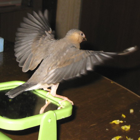 100均鏡回しをする若文鳥2(マナツ)
