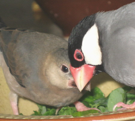 キューの付き鳥となったポン