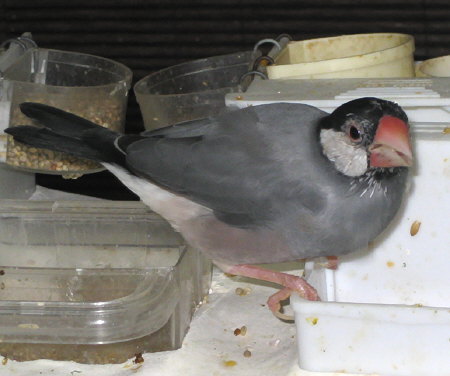 ヒナ換羽終了目前の文鳥(マナツ)