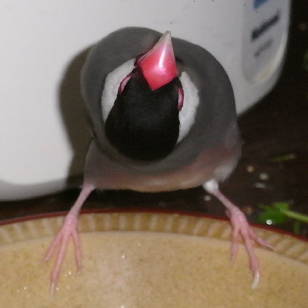 文鳥の柔軟性(キュー)