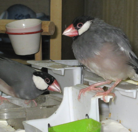 文鳥アイとオッキ