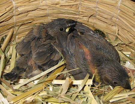 孵化20・21日目の文鳥ヒナ