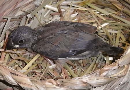 孵化22日目の桜文鳥(ノコリ)
