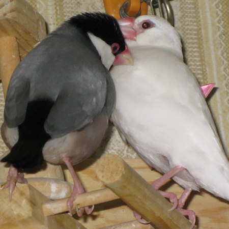 年の差文鳥カップル未満(マナツ・ミナ)