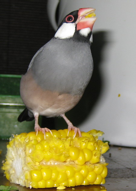 トウモロコシを独占して食べる文鳥(テン)