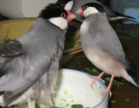 オスに言い寄るメス文鳥(ポン・コウ)