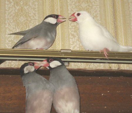 アイとシンとポンとテンと