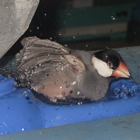 変な顔で水浴びする文鳥（クリ）