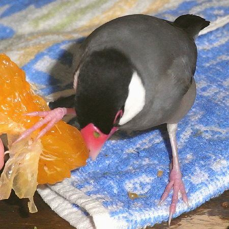 色気より食い気の文鳥(シュー)