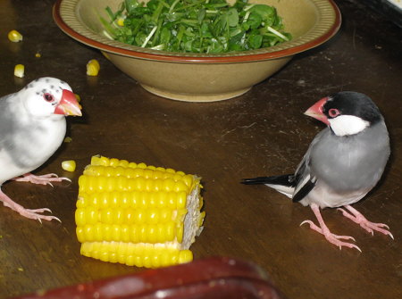 ごま塩を恐れる老文鳥(ケコ・クラ)
