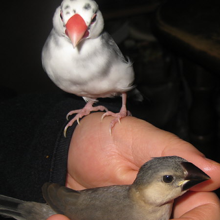 文鳥の初顔合わせ(トミ・ケコ)