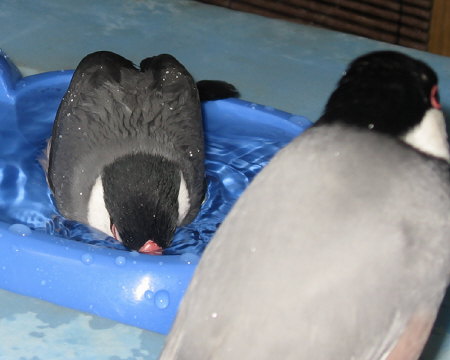 洗顔する文鳥(カナ)