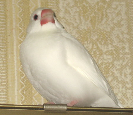 大福文鳥