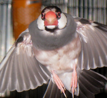 飛ぶ禿げ文鳥(ハル)