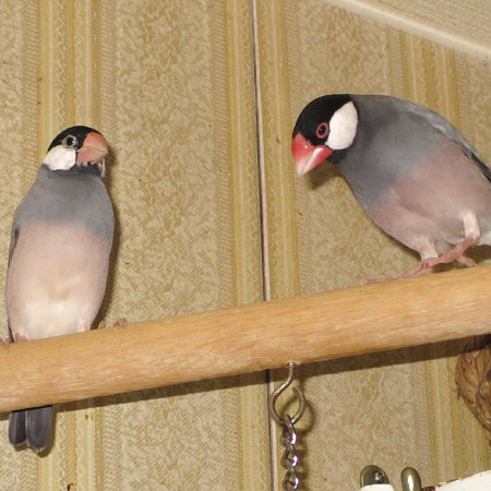 言い寄る文鳥(ノコリ)