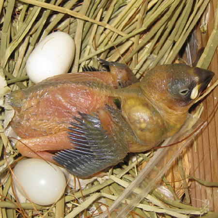 孵化12日目の文鳥ヒナ(「クリ」)