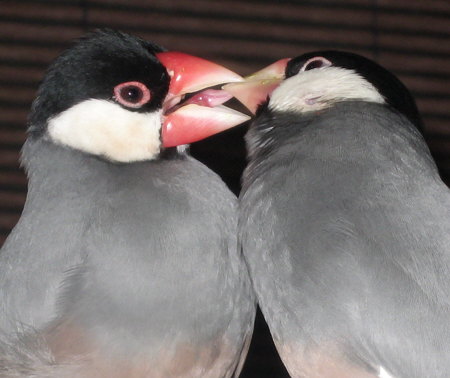 羽繕いを求められる夫文鳥(デコ・カナ)