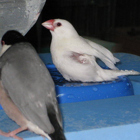 身だしなみを気にし始めた白文鳥(ミナ)