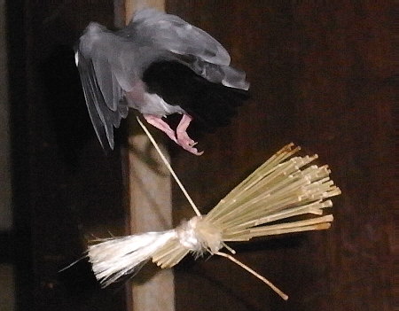 いぐさ玩具を持ち去る文鳥(ハル)