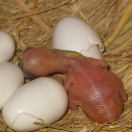 朝孵化した文鳥ヒナの夜の様子